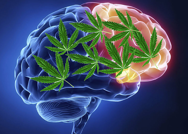 Cannabis and autism