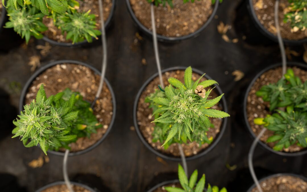 Besides the Highs: Top Nutritional Benefits of Cannabis