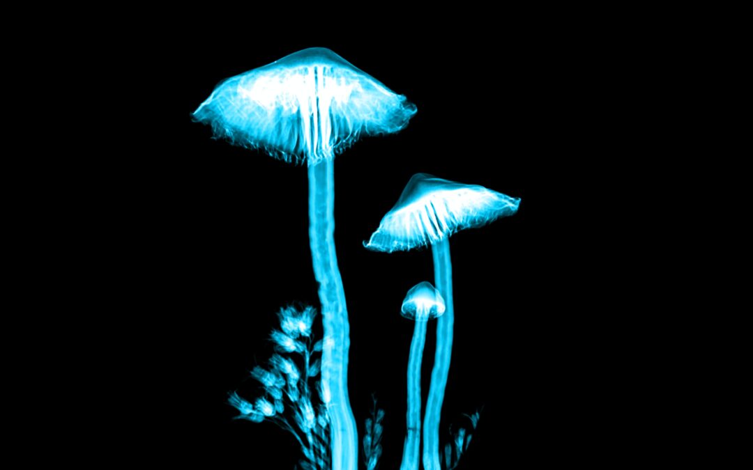 Intro to Magic Mushrooms