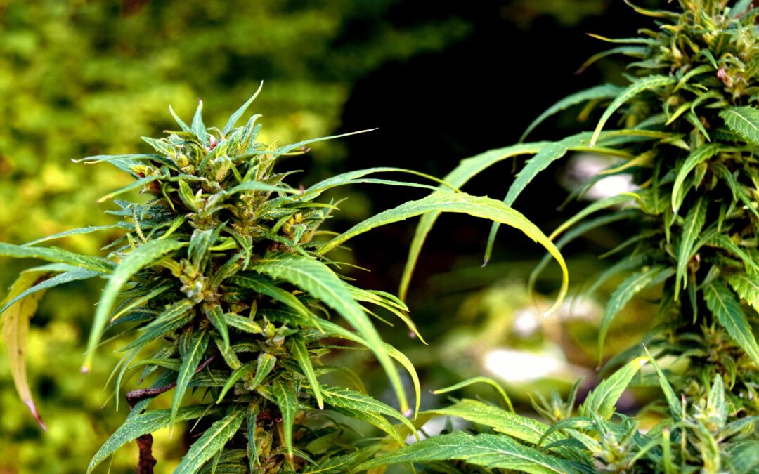 How Are New Weed Strains Made?