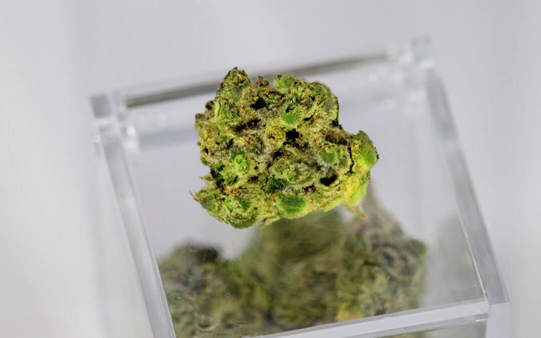 What Are Terpenes?